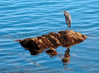 Kayalık sahilde Büyük Mavi Balıkçıbalıkçılık