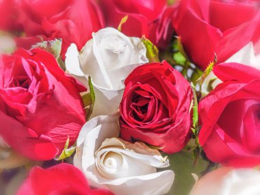 Beyaz ve kırmızı güller