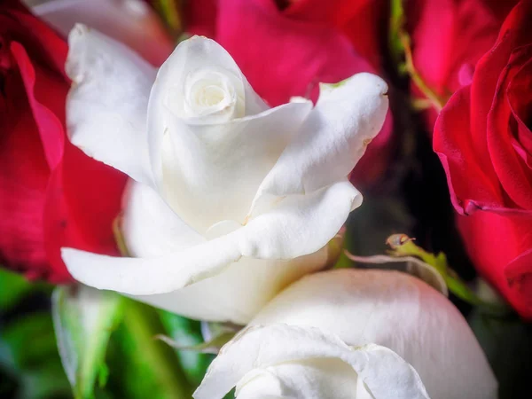 Roses blanches et rouges — Photo