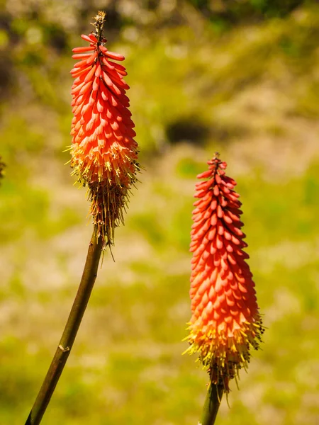 Red Hot Poker — Stock fotografie