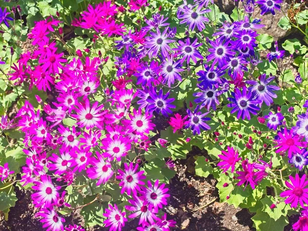 Margarita pintada (Pericallis ) — Foto de Stock