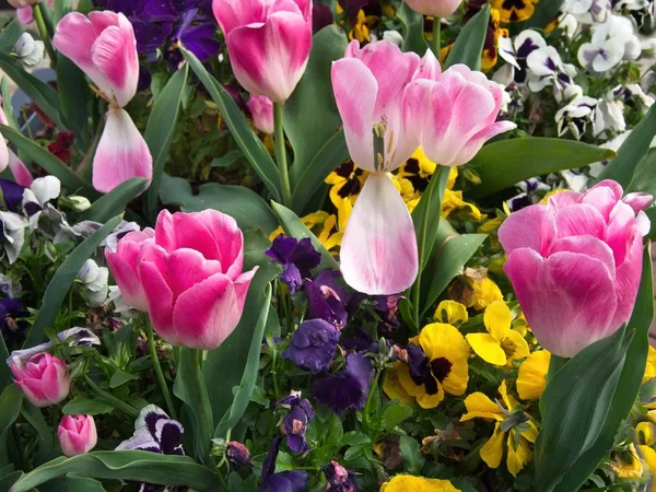 Frontera tulipán — Foto de Stock