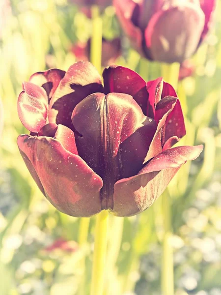 Flor de tulipas, look vintage — Fotografia de Stock