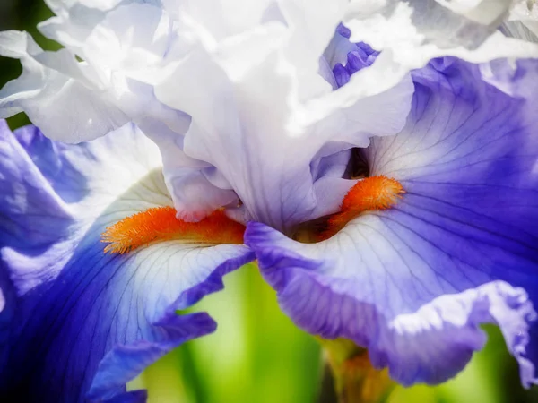 Iris. — Foto Stock