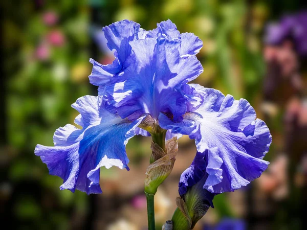 Iris — Stockfoto