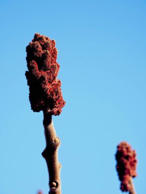 Sicilya sumak (Rhus coriaria)