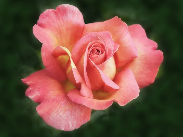 Pink and yellow rose close-up — Stock Photo, Image