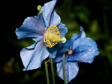 Himalaya mavi Tibet Poppy