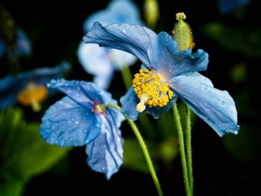 Himalaya mavi Tibet Poppy