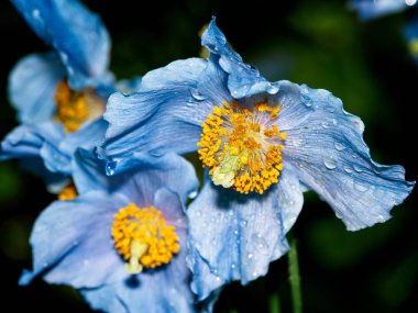 Himalaya mavi Tibet Poppy