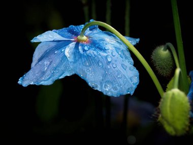 Himalaya mavi Tibet Poppy