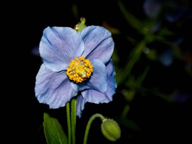 Himalaya mavi Tibet Poppy