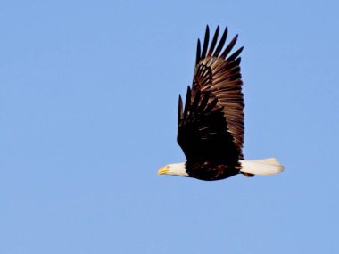 Mavi gökyüzüne karşı uçan kel kartal