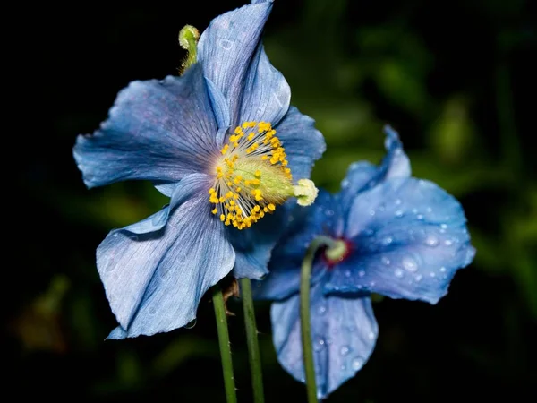 Himalaia azul Tibete Poppy — Fotografia de Stock