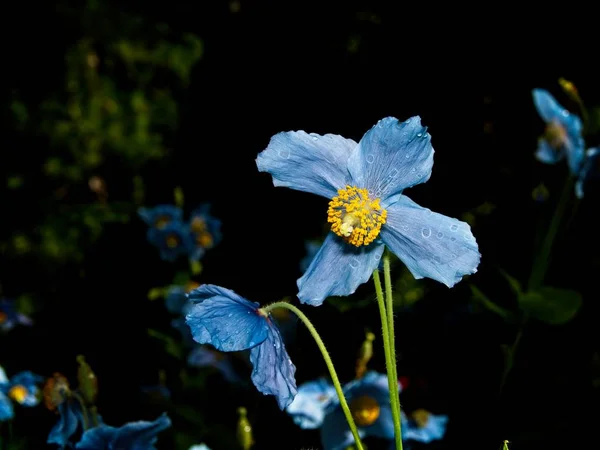Himalaia azul Tibete Poppy — Fotografia de Stock