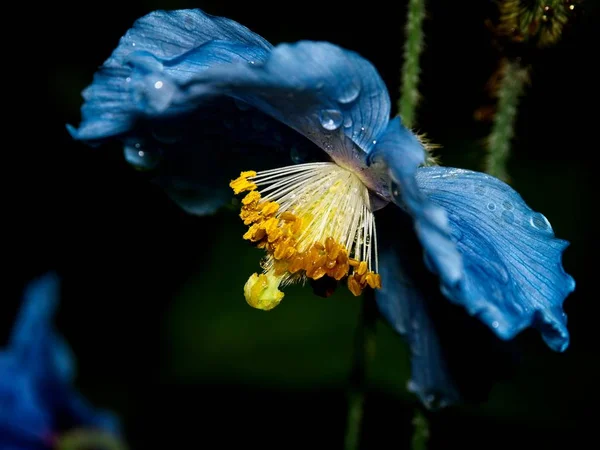 Himalaia azul Tibete Poppy — Fotografia de Stock