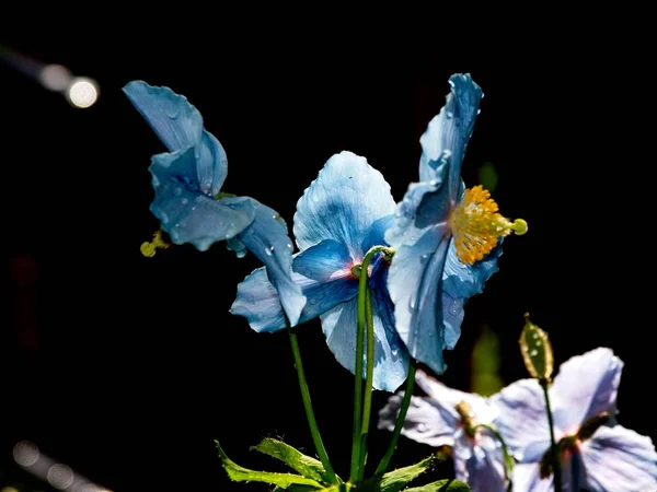 Himalaia azul Tibete Poppy — Fotografia de Stock