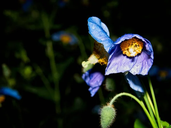 Himalaya blauwe Tibet Poppy — Stockfoto