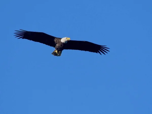 푸른 하늘을 향해 날아가는 대머리 독수리 — 스톡 사진
