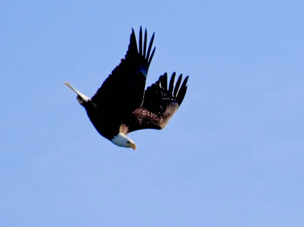 Águila calva en vuelo contra el cielo azul —  Fotos de Stock