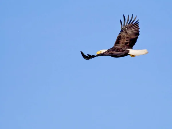 Águila calva en vuelo contra el cielo azul —  Fotos de Stock