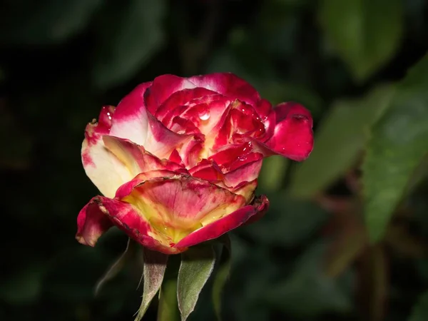 Rose simple dans le jardin — Photo