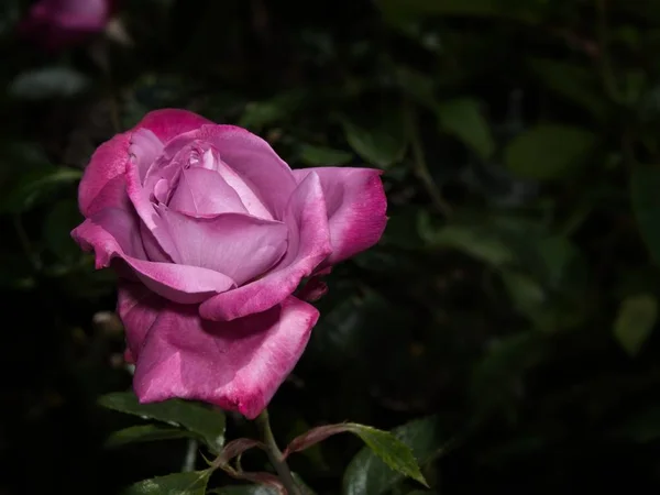 Single rose in the garden — Stock Photo, Image