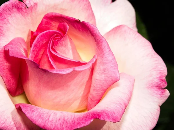 Rose simple dans le jardin — Photo