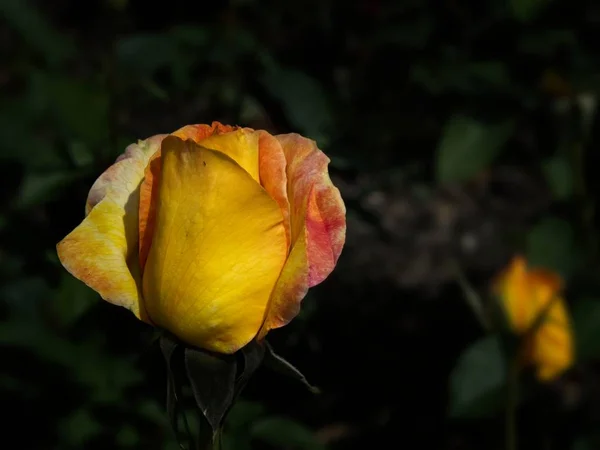 Einzelne Rose im Garten — Stockfoto