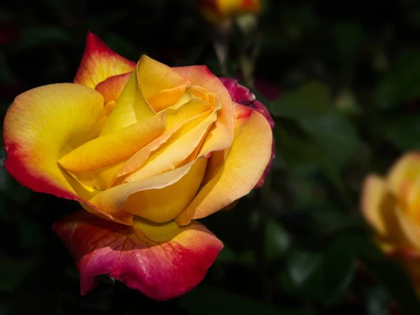 Single rose in the garden — Stock Photo, Image