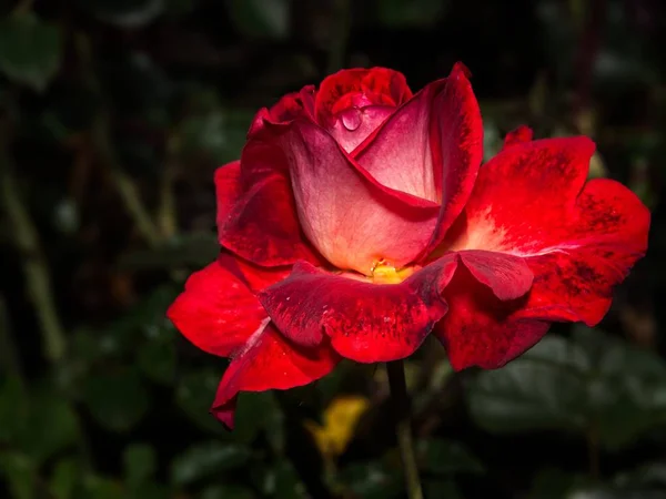 Einzelne Rose im Garten — Stockfoto