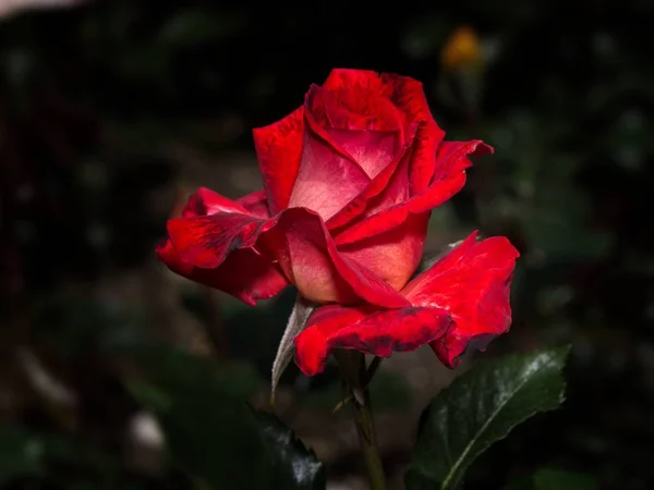 Pojedyncza Róża w ogrodzie — Zdjęcie stockowe