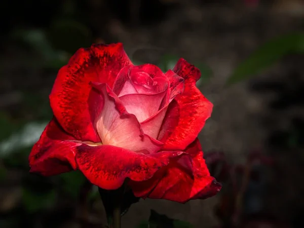 Einzelne Rose im Garten — Stockfoto