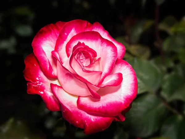 Single rose in the garden — Stock Photo, Image