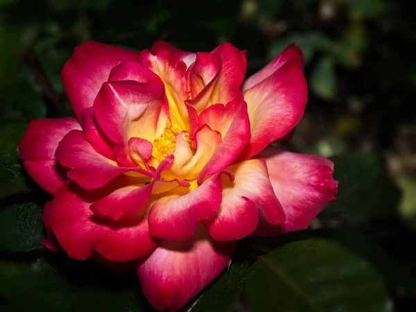 Einzelne Rose im Garten — Stockfoto