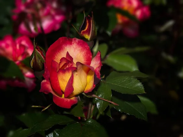 Einzelne Rose im Garten — Stockfoto