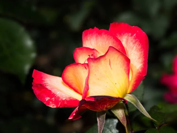 Single rose in the garden — Stock Photo, Image