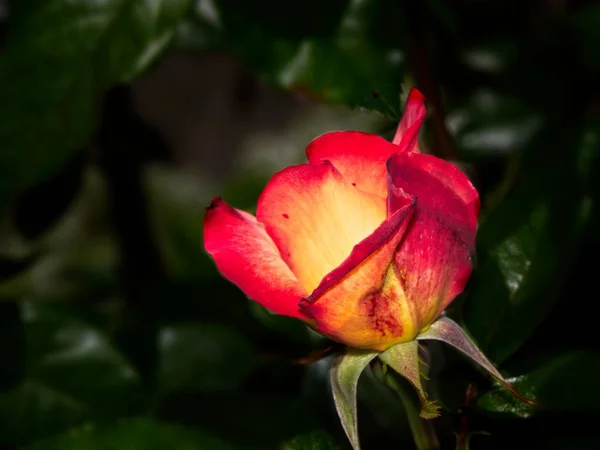 Pojedyncza Róża w ogrodzie — Zdjęcie stockowe