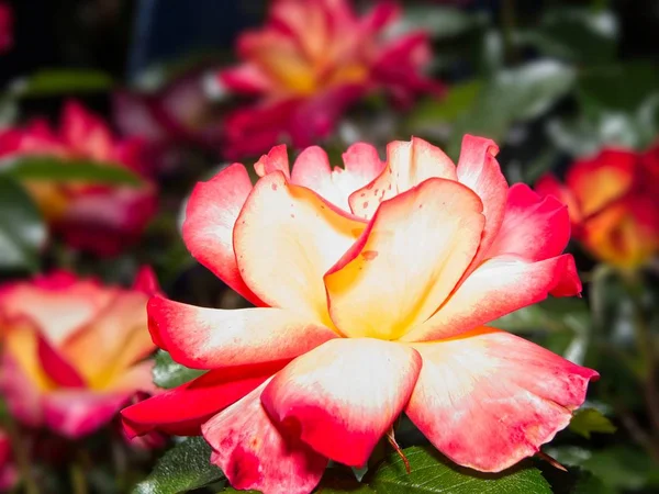 Одинокая роза в саду — стоковое фото