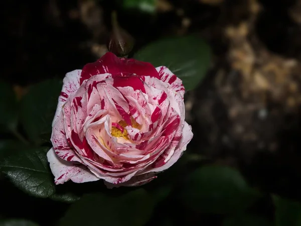 Única rosa no jardim — Fotografia de Stock