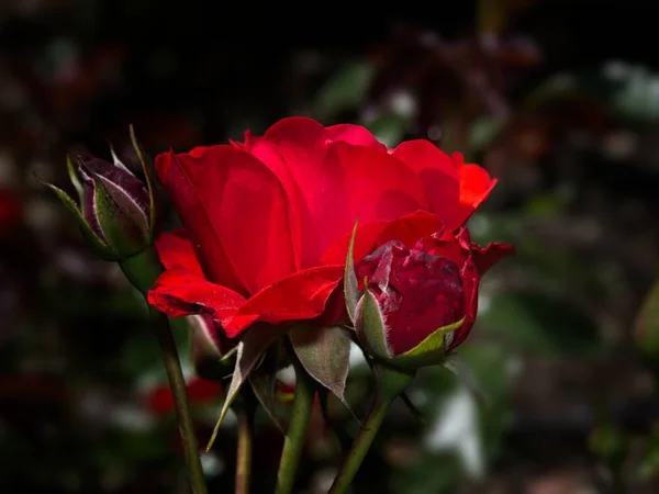 Single rose in the garden — Stock Photo, Image