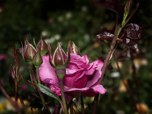 Einzelne Rose im Garten — Stockfoto