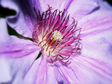 Clematis yakın çekim