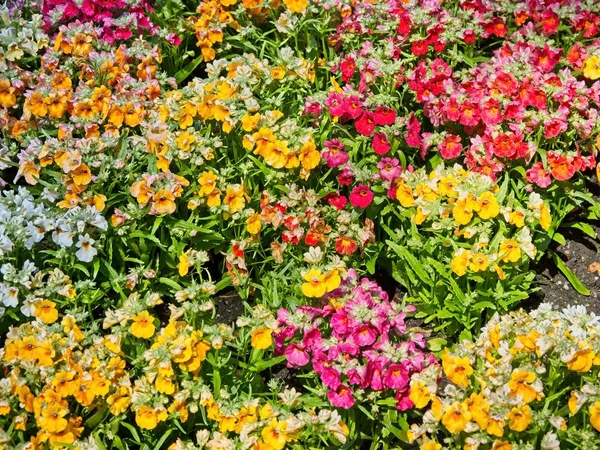 Fondo de flores — Foto de Stock