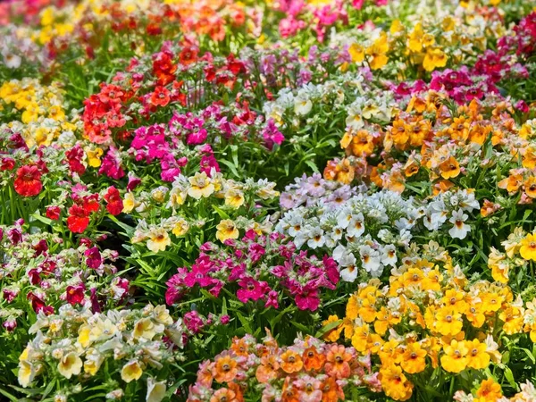 Fondo de flores — Foto de Stock