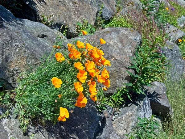 Wallflowers (Erysimum) na skalistej ścianie — Zdjęcie stockowe