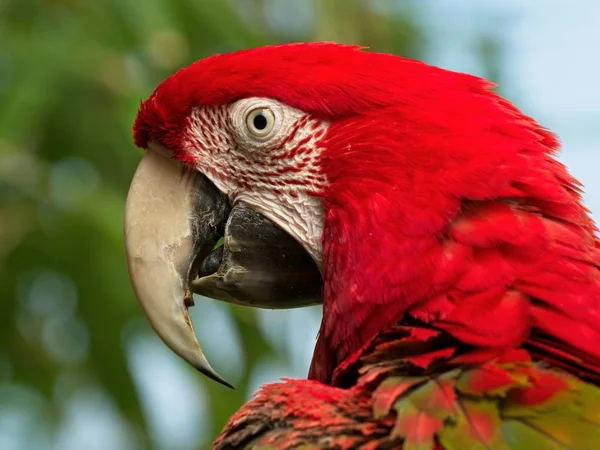 Arara-de-asa-verde — Fotografia de Stock