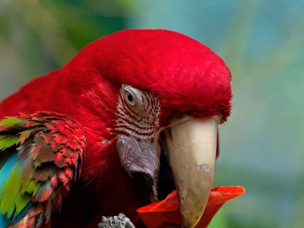 Green Winged Macaw — Stock Photo, Image