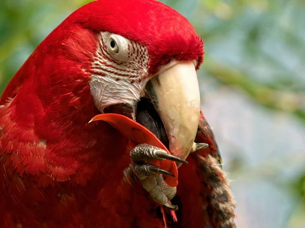 緑の翼のコンゴウインコ — ストック写真