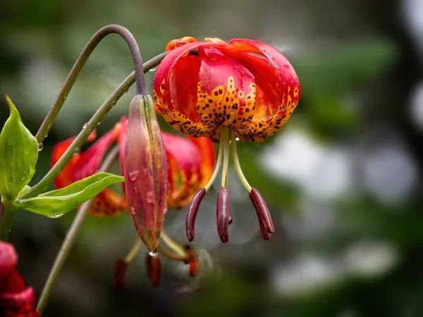 Tiger lily (lilyum lancifolium ) — Stok fotoğraf